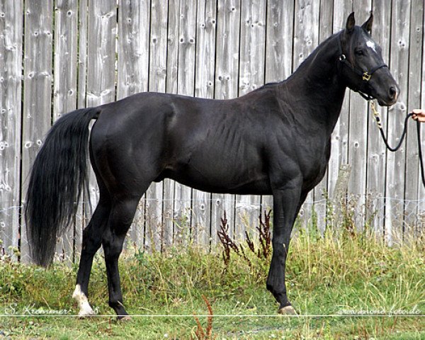 Deckhengst Wonder San Breeze (Quarter Horse, 2003, von Atilas Wonder Bar)