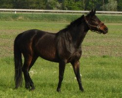 broodmare Spreeperle (Hanoverian, 2009, from Stedinger)