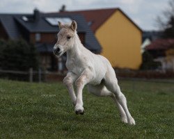 horse Siri (Fjord Horse, 2021, from Kalusha)