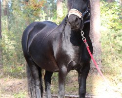 horse Fell Pony Finny (Fell Pony, 2009, from Lathomdale Romany)