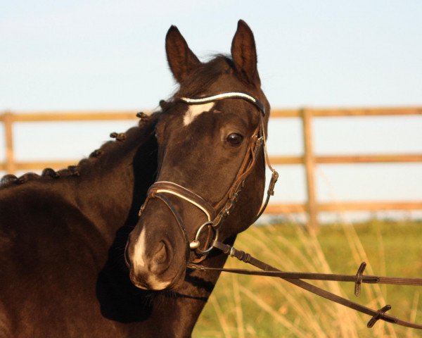 horse Eminem T (Trakehner, 2007, from Bellheim)