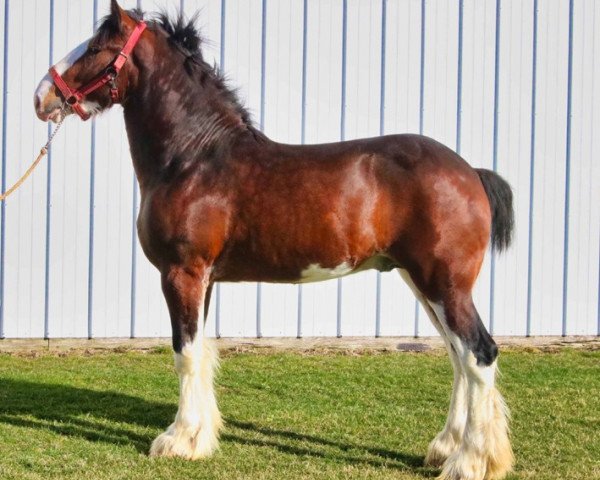 Pferd Brookside Harold (Clydesdale, 2019, von Tablerock's Cracker Jack)