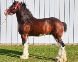 Pferd Brookside Harold (Clydesdale, 2019, von Tablerock's Cracker Jack)