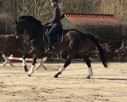 dressage horse Betty Brown 3 (Oldenburg, 2012, from Bretton Woods)