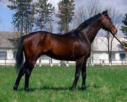 stallion Triple Buck xx (Thoroughbred, 1986, from Sunnys Halo xx)