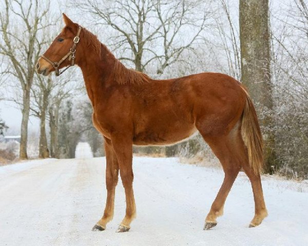 broodmare Vendetta (Russian Trakehner, 2017, from Wesuwij)