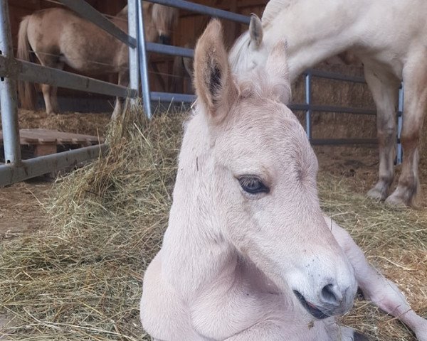 horse Celja (Fjord Horse, 2021, from Ilribo)