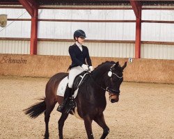 dressage horse Don Leguleio (Hanoverian, 2009, from Don Frederico)