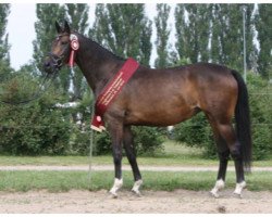 broodmare Feldherrin (Trakehner, 2011, from Amadelio)