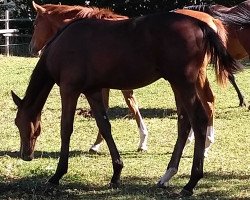 stallion Toni (Württemberger, 2018, from Birkhof's Topas FBW)