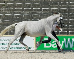 Zuchtstute Daylight K (Trakehner, 2002, von Handryk)