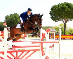 jumper Contenza K (Hanoverian, 2008, from Carenzo)