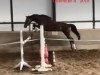 jumper Gutemine R (Oldenburg show jumper, 2015, from De Quidam)