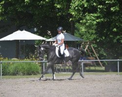 jumper Comina Vom Nagelstein CH (Swiss Warmblood, 2012, from GB Konvally)