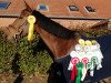 jumper Emma 314 (German Warmblood, 2010, from Contrieu)