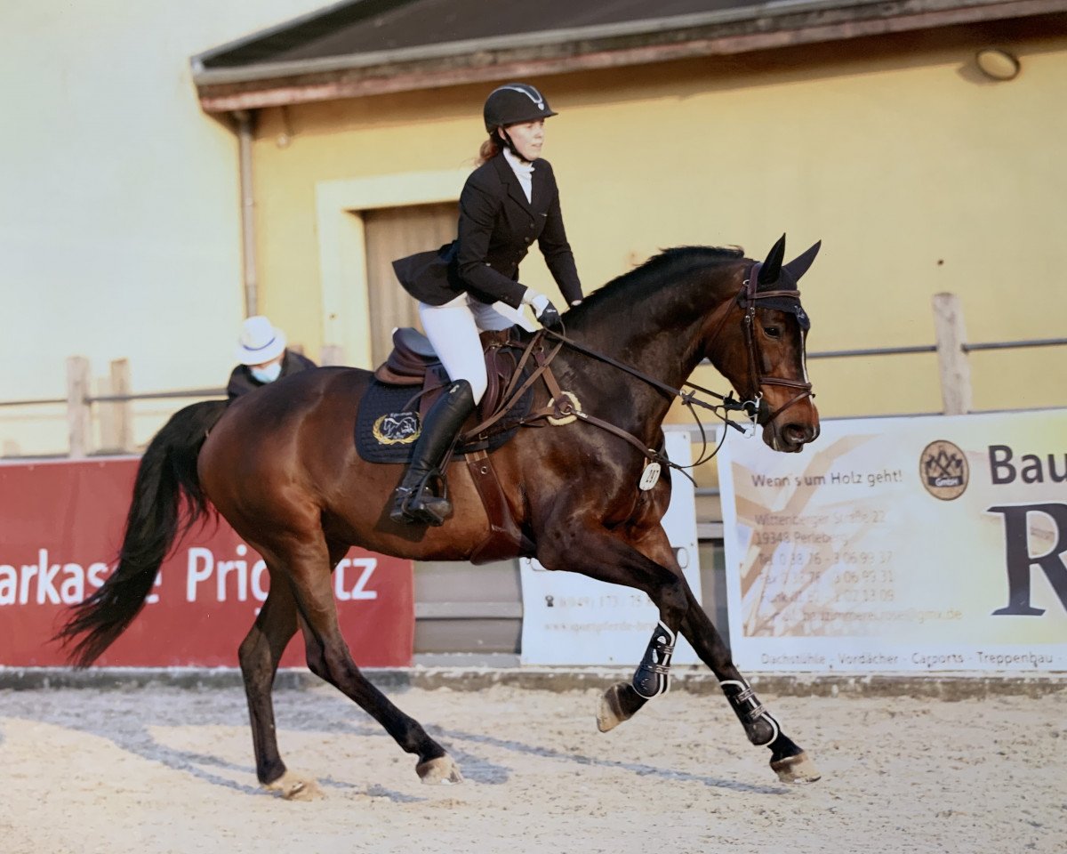 Springpferd Shacarola (Mecklenburger, 2011, von Shavalou)