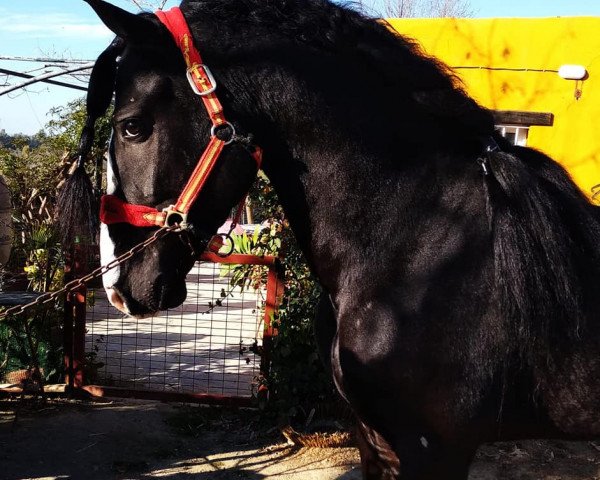 horse Heredero de Leon (Pura Raza Espanola (PRE), 2014)