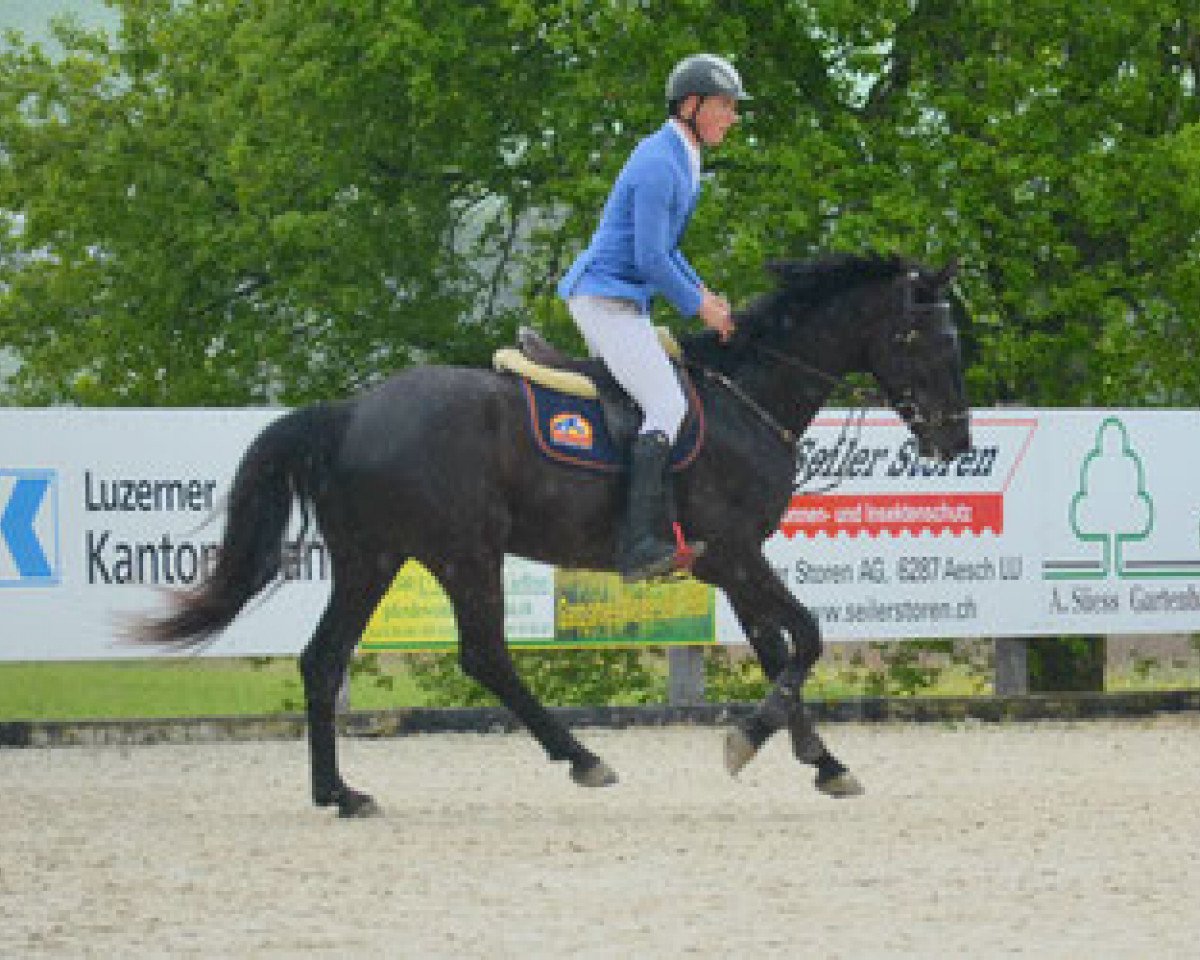 jumper Cito Von Hof Ch (Swiss Warmblood, 2011, from Cerantus Von Hof CH)