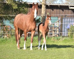 broodmare Ipanema (Hanoverian, 2017, from Ibiza)