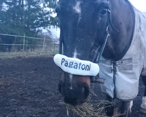 Pferd Pratoni (Westfale, 1994, von Phantom)