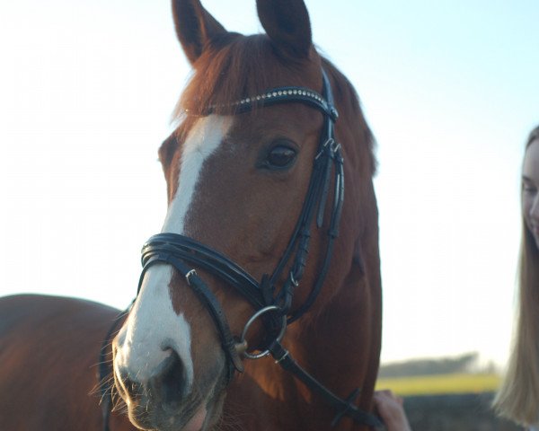 horse Amber Lady 2 (Westphalian, 2001, from Acordplus)