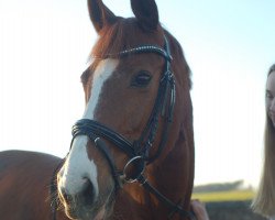 horse Amber Lady 2 (Westphalian, 2001, from Acordplus)