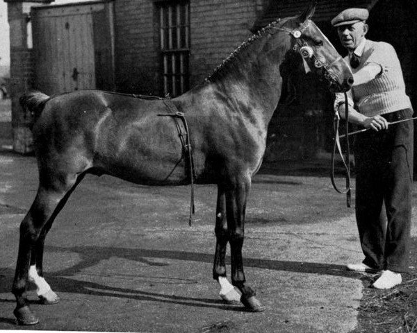 stallion Simonstone Atomic (Hackney (horse/pony), 1947, from Wensleydale Noni)