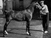 stallion Simonstone Atomic (Hackney (horse/pony), 1947, from Wensleydale Noni)