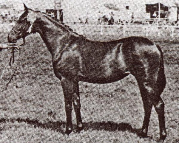 Zuchtstute Rotherwood Pirouette (British Riding Pony, 1980, von Rotherwood Acrobat)