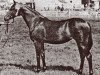 Zuchtstute Rotherwood Pirouette (British Riding Pony, 1980, von Rotherwood Acrobat)