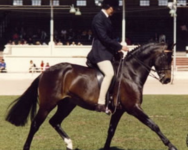 stallion Rotherwood Acrobat (British Riding Pony, 1977, from Solway North Wind)
