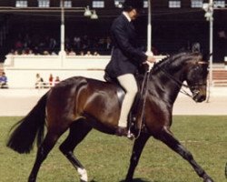 stallion Rotherwood Acrobat (British Riding Pony, 1977, from Solway North Wind)