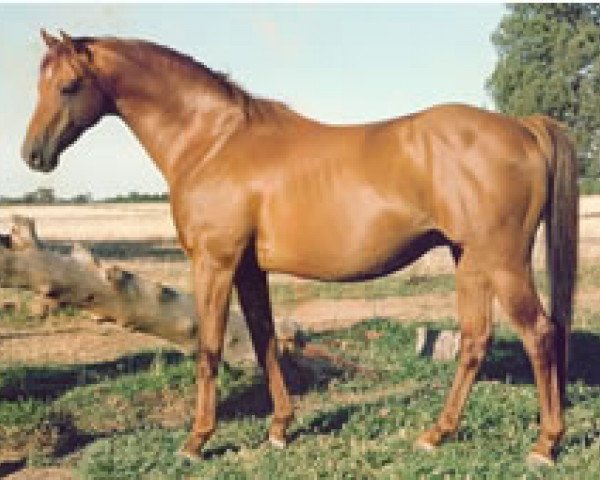 stallion Carolinas Cat's Whiskers (Welsh Partbred, 1979, from Bwlch Zephyr)