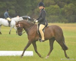 Pferd Lynlea Pantomime (Welsh Partbred,  , von Silkwood Puss 'N' Boots)