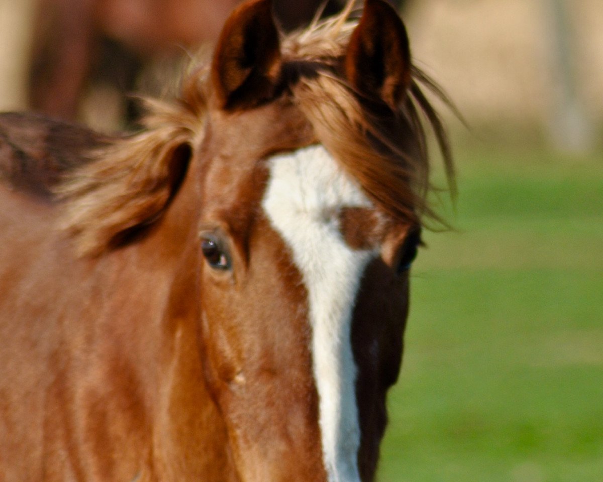 Zuchtstute Piana (Deutsches Reitpony, 1998, von Principal Boy)
