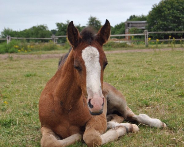 jumper Stute von Van Heinrich / Principal Boy (German Riding Pony, 2018, from Van Heinrich)