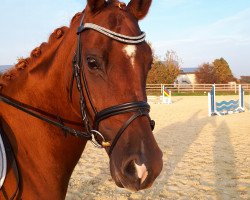 dressage horse Nabila H (German Riding Pony, 2014, from Fehkamps Nightley)