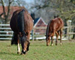 broodmare Vianne (German Riding Pony, 2006, from Vincent)