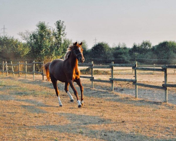 dressage horse Doree H (German Riding Pony, 2015, from D-Day AT)