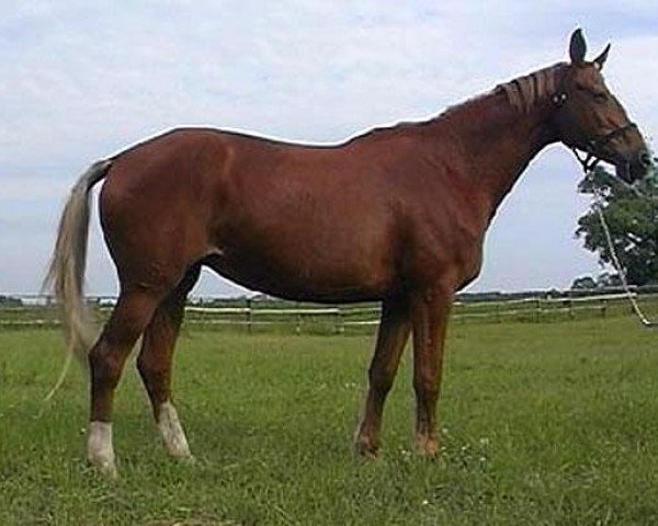 broodmare Elba (Russian Trakehner, 1986, from Espadron 40)