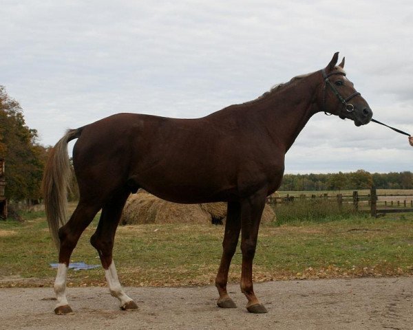 stallion Erserum (Russian Trakehner, 2004, from Sapad)