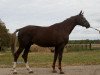 stallion Erserum (Russian Trakehner, 2004, from Sapad)