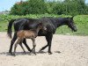 Zuchtstute Vasabi (Russisch Trakehner, 2005, von Sabo)