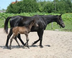 Zuchtstute Vasabi (Russisch Trakehner, 2005, von Sabo)