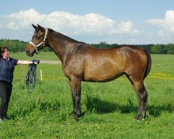 Zuchtstute Vuppi (Russisch Trakehner, 2006, von Poligon)