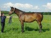 broodmare Vuppi (Russian Trakehner, 2006, from Poligon)