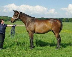 broodmare Vuppi (Russian Trakehner, 2006, from Poligon)