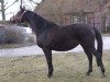 broodmare Tanzstunde (Trakehner, 1991, from Consul)