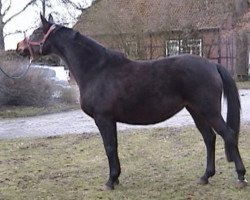 broodmare Tanzstunde (Trakehner, 1991, from Consul)