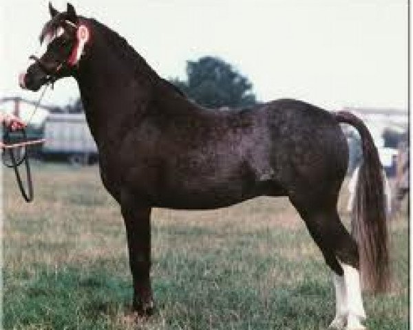 stallion Bunbury Mahogany (Welsh-Pony (Section B), 1979, from Downland Beechwood)